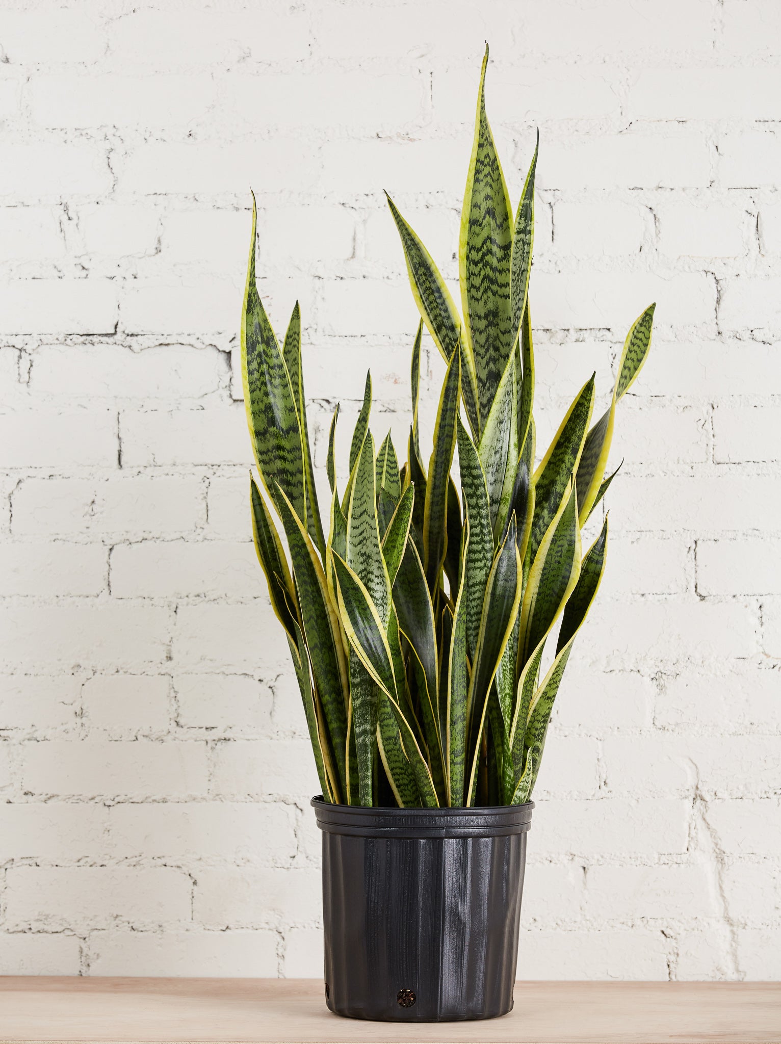 Sansevieria 'Laurentii'